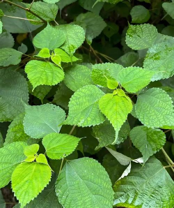 家里阳光不足怎么养花，选对植物种类，掌握养护技巧