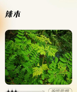 家里阳光不足怎么养花，选对植物种类，掌握养护技巧