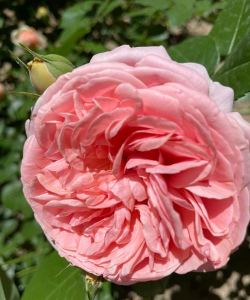 家里阳光不足怎么养花，选对植物种类，掌握养护技巧