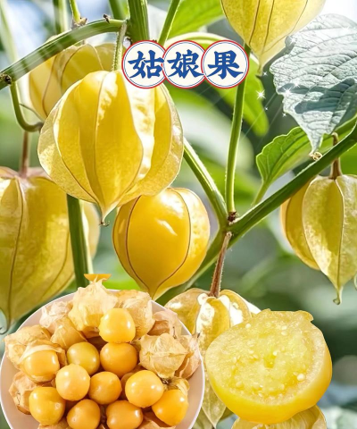 家里阳光不足怎么养花，选对植物种类，掌握养护技巧