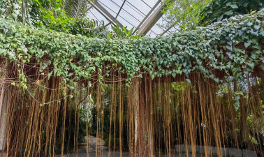 家里阳光不足怎么养花，选对植物种类，掌握养护技巧