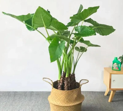 小众送妈妈的花有哪些花