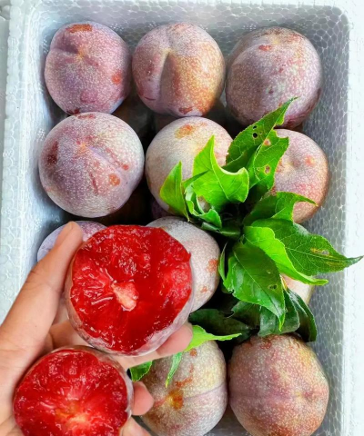 家里阳光不足怎么养花，选对植物种类，掌握养护技巧