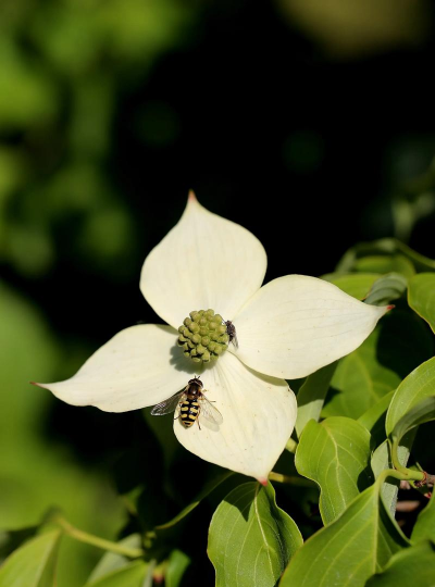 家里阳光不足怎么养花，选对植物种类，掌握养护技巧