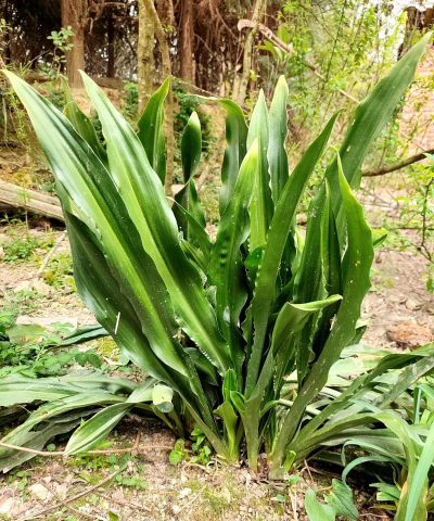 家里阳光不足怎么养花，选对植物种类，掌握养护技巧