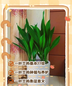 家里阳光不足怎么养花，选对植物种类，掌握养护技巧