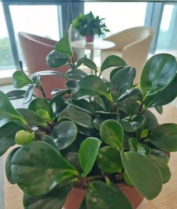 家里阳光不足怎么养花，选对植物种类，掌握养护技巧