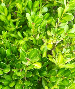 家里阳光不足怎么养花，选对植物种类，掌握养护技巧