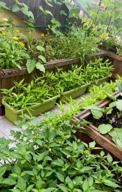 小众送妈妈的花有哪些花