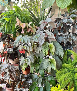 家里阳光不足怎么养花，选对植物种类，掌握养护技巧