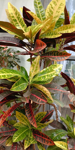 家里阳光不足怎么养花，选对植物种类，掌握养护技巧