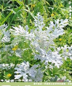 家里阳光不足怎么养花，选对植物种类，掌握养护技巧