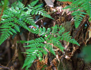 家里阳光不足怎么养花，选对植物种类，掌握养护技巧