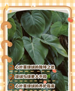 家里阳光不足怎么养花，选对植物种类，掌握养护技巧