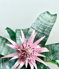 家里阳光不足怎么养花，选对植物种类，掌握养护技巧