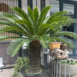 小众送妈妈的花有哪些花