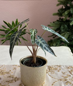 家里阳光不足怎么养花，选对植物种类，掌握养护技巧