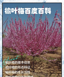 家里阳光不足怎么养花，选对植物种类，掌握养护技巧