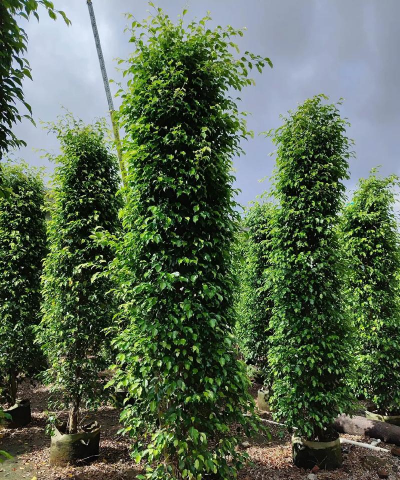 家里阳光不足怎么养花，选对植物种类，掌握养护技巧