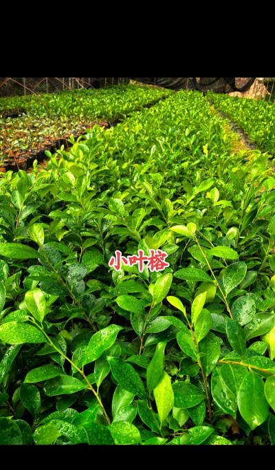 家里阳光不足怎么养花，选对植物种类，掌握养护技巧