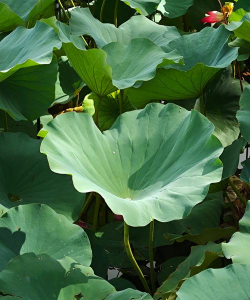 家里阳光不足怎么养花，选对植物种类，掌握养护技巧