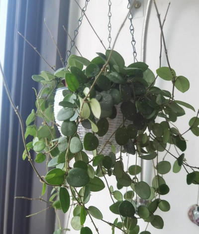 家里阳光不足怎么养花，选对植物种类，掌握养护技巧