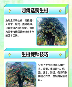 家里阳光不足怎么养花，选对植物种类，掌握养护技巧