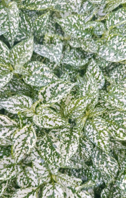 家里阳光不足怎么养花，选对植物种类，掌握养护技巧