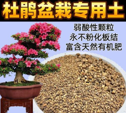 家里阳光不足怎么养花，选对植物种类，掌握养护技巧