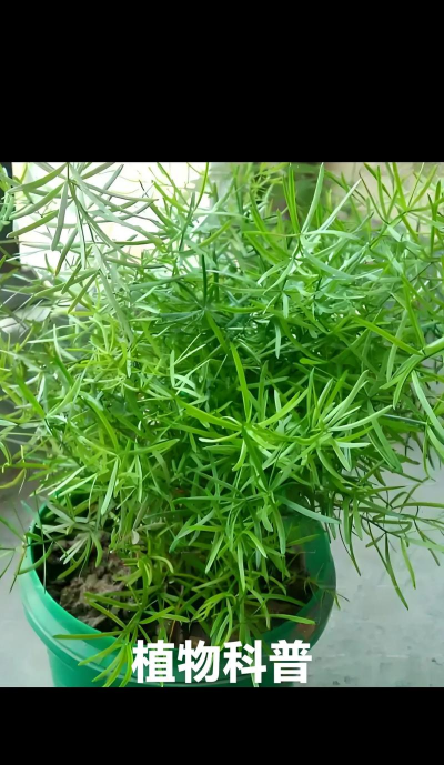 家里阳光不足怎么养花，选对植物种类，掌握养护技巧