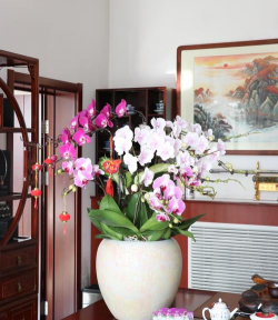 家里阳光不足怎么养花，选对植物种类，掌握养护技巧