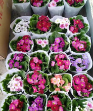 家里阳光不足怎么养花，选对植物种类，掌握养护技巧