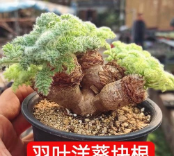 家里阳光不足怎么养花，选对植物种类，掌握养护技巧