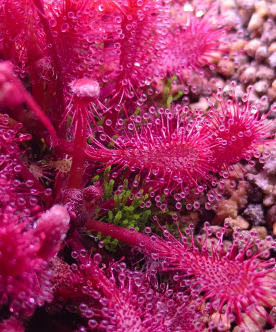 家里阳光不足怎么养花，选对植物种类，掌握养护技巧