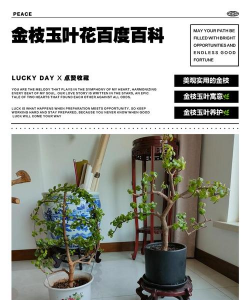 家里阳光不足怎么养花，选对植物种类，掌握养护技巧