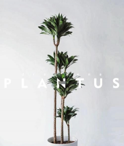 家里阳光不足怎么养花，选对植物种类，掌握养护技巧