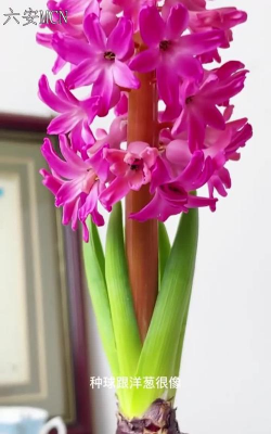 家里阳光不足怎么养花，选对植物种类，掌握养护技巧