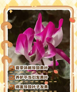 家里阳光不足怎么养花，选对植物种类，掌握养护技巧
