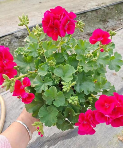 家里阳光不足怎么养花，选对植物种类，掌握养护技巧