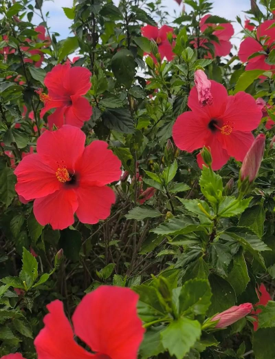 家里阳光不足怎么养花，选对植物种类，掌握养护技巧