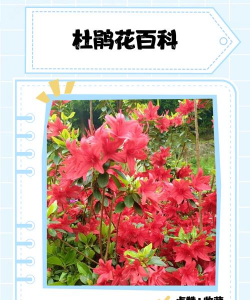 家里阳光不足怎么养花，选对植物种类，掌握养护技巧