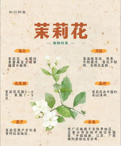 家里阳光不足怎么养花，选对植物种类，掌握养护技巧