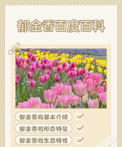 家里阳光不足怎么养花，选对植物种类，掌握养护技巧