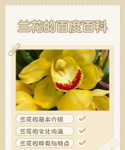 家里阳光不足怎么养花，选对植物种类，掌握养护技巧