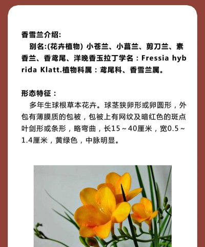 家里阳光不足怎么养花，选对植物种类，掌握养护技巧