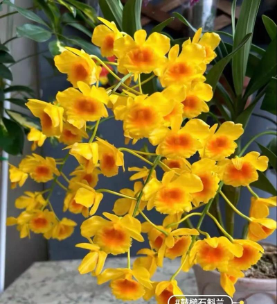 家里阳光不足怎么养花，选对植物种类，掌握养护技巧