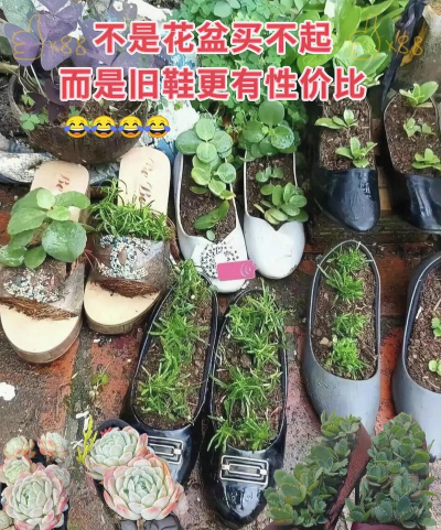 家里阳光不足怎么养花，选对植物种类，掌握养护技巧