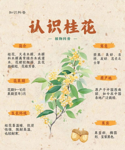 家里阳光不足怎么养花，选对植物种类，掌握养护技巧