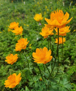 家里阳光不足怎么养花，选对植物种类，掌握养护技巧