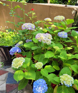 家里阳光不足怎么养花，选对植物种类，掌握养护技巧